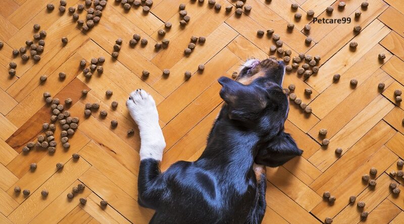 Best Dog Food Brands In India