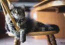 Steps to prepare your home before adopting a cat