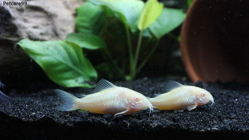 Top 10 Best Fish For Aquarium Plants 