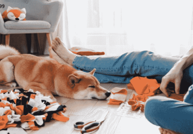 10 Fun And Easy DIY Homemade Toys For Dogs