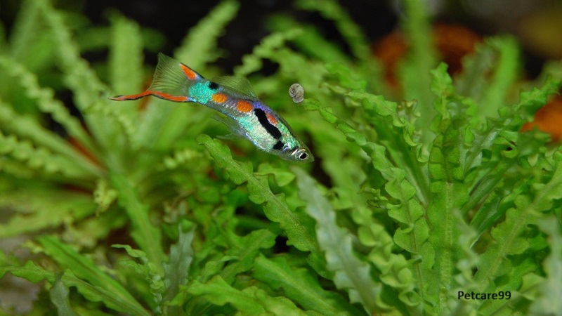 Guppy, Top 10 Best Fish For Aquarium Plants