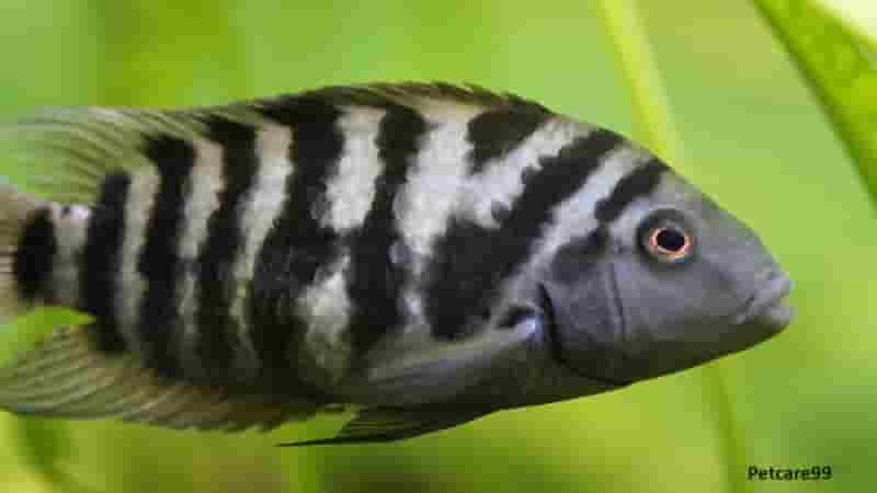 Top 10 Best Fish For Aquarium Plants 