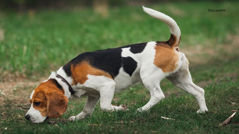 15 Best Dog Breeds To Buy