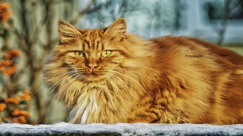 Norwegian Forest Cat