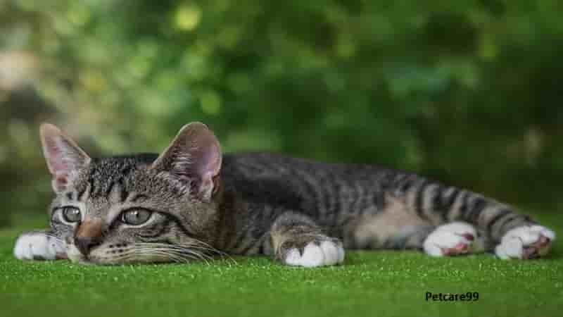  How To Give A Bath To A Kitten Follow the steps:-