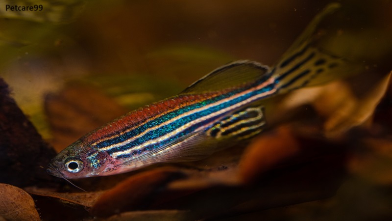 8 Best Fishes For Fish Tank or Aquarium .Zebra Danios