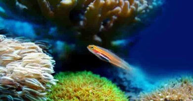 Top 10 Best Fish For Aquarium Plants 