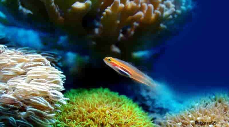 Top 10 Best Fish For Aquarium Plants 