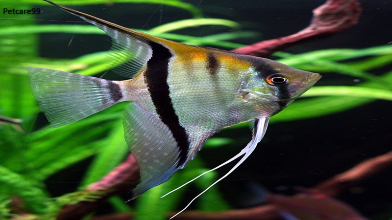 Angelfish