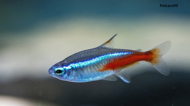 8 Best Fishes For Fish Tank or Aquarium . Neon Tetras