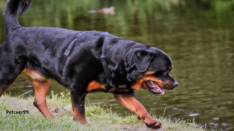 Rottweiler