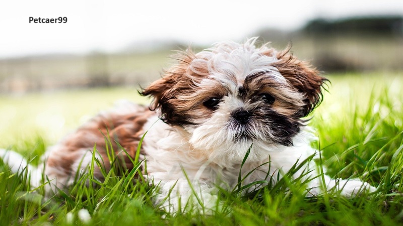 15 Best Dog Breeds To Buy