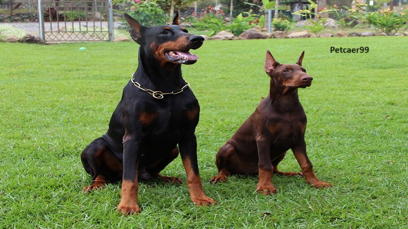 Doberman Pinscher