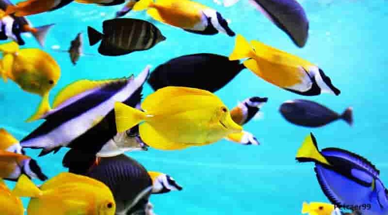 Best Fish Food for Tropical Fish