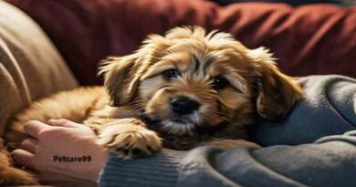 Essential Care Tips for New Puppy Owners