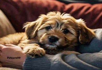 Essential Care Tips for New Puppy Owners